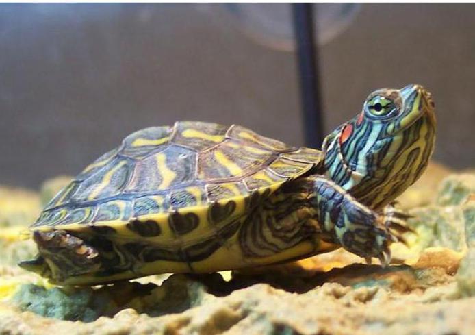 Dekorativ rød-eared Turtle: Egenskaber af Care