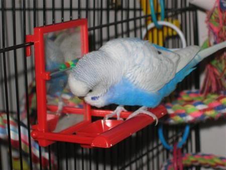 Hvordan man lærer bølget papegøje-venner: tips