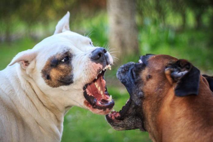 Hvordan man gør en hund vred på fremmede. Tips og tricks