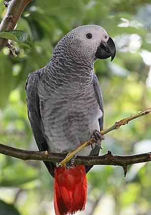 Hvor lang tid lever papegøden i fangenskab?