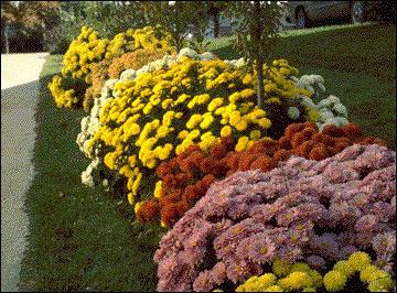 Chrysanthemum garden staude - sorter og beskrivelse