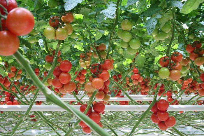 Rød pil (tomat): sort beskrivelse og voksende funktioner