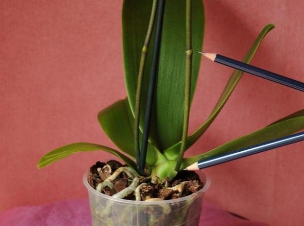 Orchid: pleje efter blomstring derhjemme. Hvordan man gør alt rigtigt?