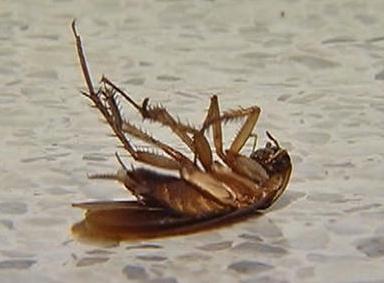 Er der nogen måde at slippe af med kakerlakkerne i lejligheden for evigt?