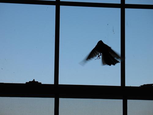 Fuglen fløj ind i vinduet - et godt tegn eller et dårligt tegn?