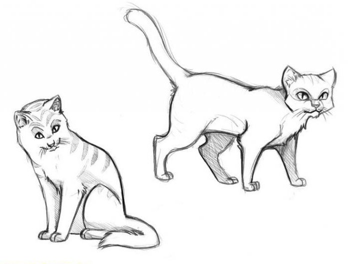 Hvordan man tegner katte-krigere - en trin-for-trin beskrivelse