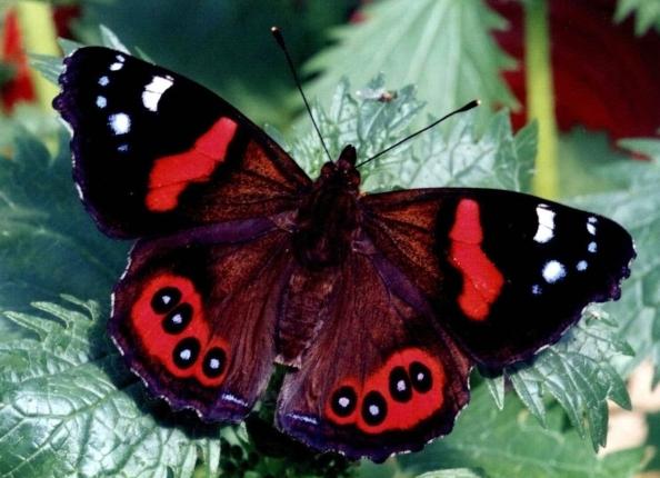 Butterfly admiral - en smuk skabelse af naturen