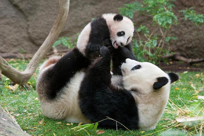 Interessante fakta om pandaer, der rammer mange