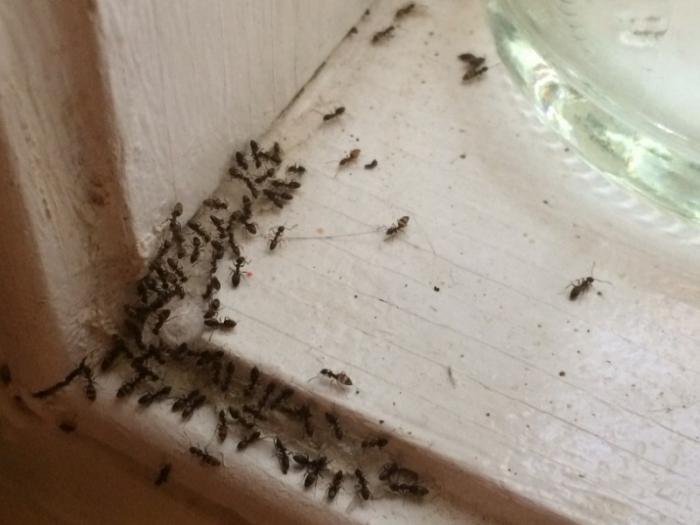 tegn på myrer i huset 