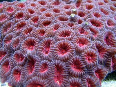 Er koral et dyr eller en plante? Hvor er koraller fundet i naturen?