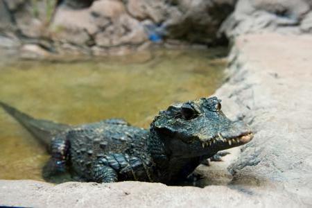 Crocodile stump: foto, beskrivelse, ernæring