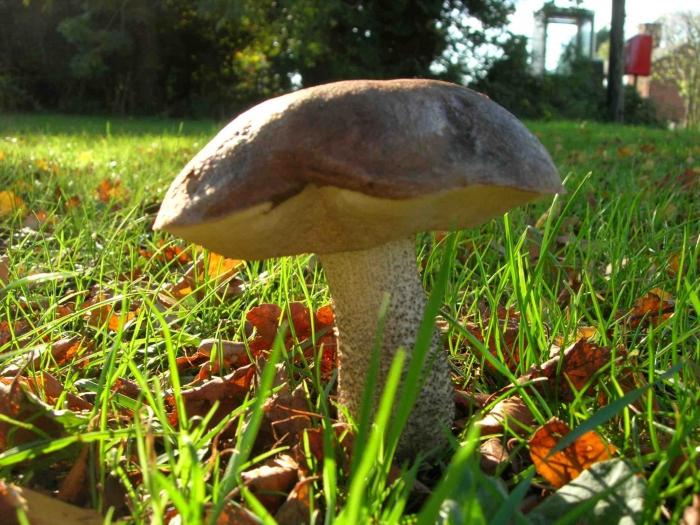 Varianter af svampe og deres nyttige egenskaber.