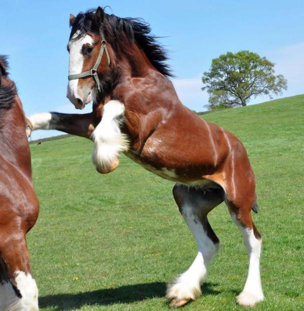 De største heste i verden er engelske tungvægte
