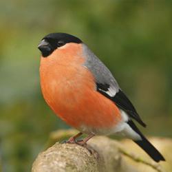 Wildlife: en fugl med et rødt bryst