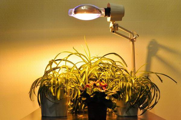 Kunstig belysning af planter: lampe 