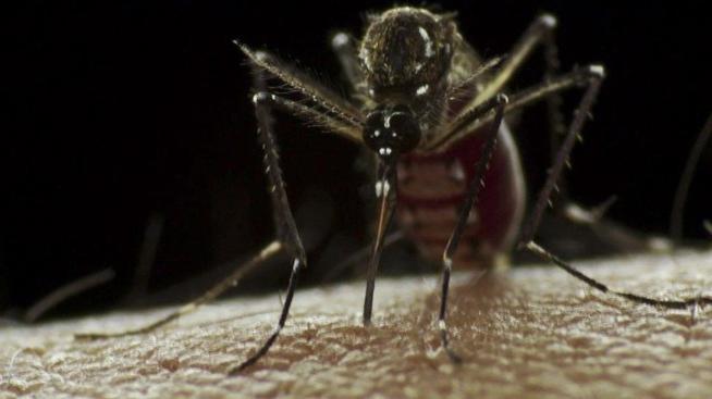Hvorfor er mosquito bites og hvordan man slippe af med det?