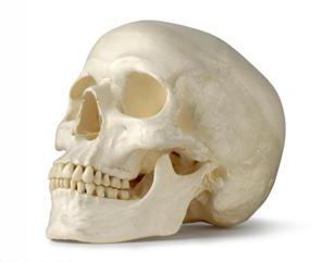 struktur af den menneskelige kraniet
